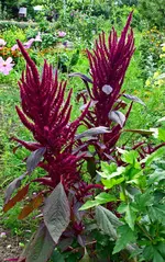 Fuchsschwanz.webp