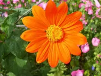 mexikanische Sonnenblume.webp
