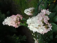 Blätter mit WT011.webp
