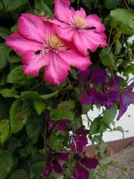 Blüten067.webp