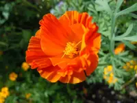 Blüten058.webp