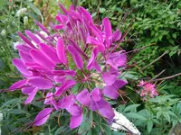 Blüten055.webp