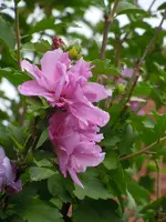 Blüten066.webp