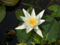 Blüten057.webp
