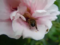 Getier071.webp