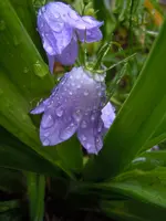 Blüten mit WT017.webp