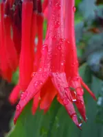 Blüten mit WT020.webp
