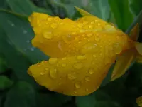 Blüten mit WT022.webp