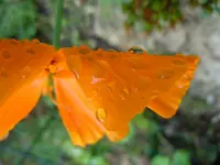 Blüten mit WT025.webp
