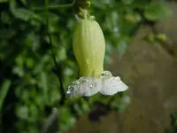 Blüten mit WT023.webp