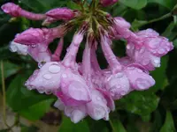 Blüten mit WT024.webp