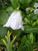 Blüten mit WT026.webp