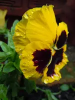 Blüten mit WT027.webp