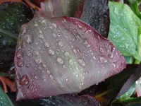 Blätter mit WT003.webp