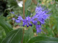 Blüten050.webp