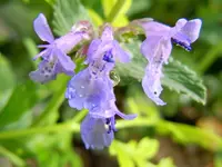 Blüten048.webp