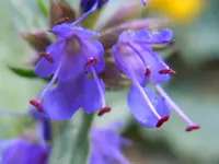 Blüten059.webp