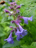 Blüten062.webp