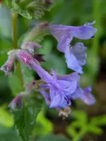 Blüten063.webp