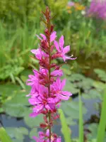 Blüten065.webp