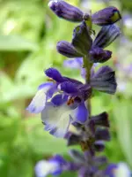 Blüten068.webp