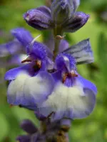 Blüten069.webp