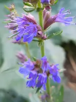 Blüten070.webp