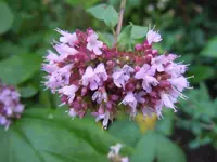 Blüten061.webp