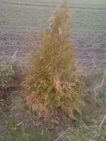 DSC00040.webp