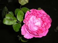 Rosa duftende.webp