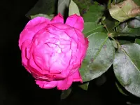 Rosa duftende 2.webp