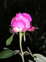 Rosa duftende 3.webp