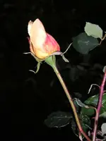 Rosenknospe.webp