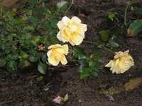 Lachsfarbene Rose.webp