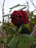 Rote Kletterrose.webp