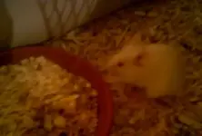 Maus1.webp