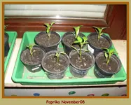 AnzVersuch08(Gerahmt).webp