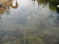 Winterruhe im Teich 2.jpg