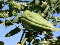Araujia sericifera.webp