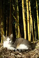 DSC02129.webp