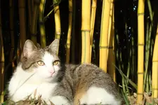 DSC02131.webp