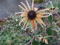 k-2008_1208Sonnehutgelber0034.webp