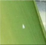 weißefliege.webp