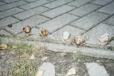 Schneckenrennen.webp