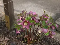 Garten03-2008 017.webp