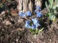 Garten03-2008 019.webp