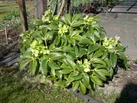 Garten03-2008 022.webp