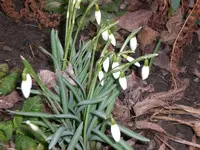Garten2008 012.webp