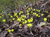 Garten2008 010.webp