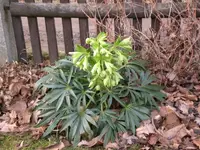 Garten2008 007.webp